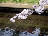 20110410_船橋市_海老川_サクラ_桜_1431_DSC07441