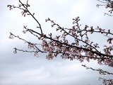 20110410_船橋市_海老川_サクラ_桜_1413_DSC07380