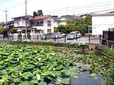 20110604_市川市中山2_法華経寺_八大竜王池_ショウブ_1020_DSC03096