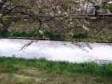 20110416_船橋市_海老川_サクラ_桜_1453_DSC07946