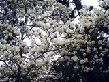 20110403_習志野市袖ヶ浦_ハクモクレン_白木蓮_1126_DSC06762