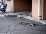 20110316_東日本大震災_若松団地_液状化_1119_DSC06861