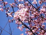 20110313_幕張新都心_幕張総合高校_サクラ_桜_1242_DSC09935