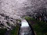 20110410_船橋市_海老川_サクラ_桜_1438_DSC07471