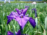 20110604_東京江戸川区小岩菖蒲園_ショウブ_1222_DSC03562