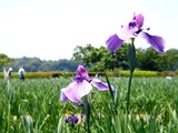 20110604_東京江戸川区小岩菖蒲園_ショウブ_1222_DSC03565