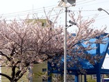 20110415_船橋市浜町2_IKEA前_サクラ_桜_0740_DSC07767