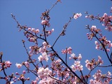 20110313_幕張新都心_幕張総合高校_サクラ_桜_1242_DSC09934