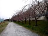 20110403_習志野市袖ケ浦5_袖ケ浦運動公園_サクラ_1129_DSC06780