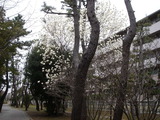 20110403_習志野市袖ヶ浦_ハクモクレン_白木蓮_1126_DSC06755