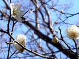 20110203_船橋市宮本_船橋大神宮_ウメ_梅_1049_DSC04475T