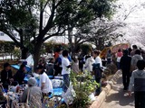 20110410_船橋市_海老川_サクラ_桜_1452_DSC07522