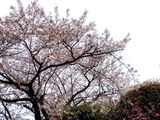 20110416_船橋市本町7_天沼弁天池公園_サクラ_桜_1439_DSC07910