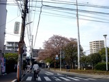 20110416_船橋市本町7_天沼弁天池公園_サクラ_桜_1437_DSC07895