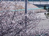 20110104_船橋市若松1_船橋競馬場_桜_1000_DSC00015