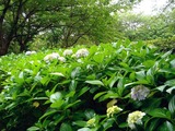 20110618_習志野市香澄5_香澄公園_アジサイ_紫陽花_0959_DSC05072