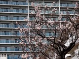 20110316_船橋市若松2_若松団地_ウメ_梅_1123_DSC06888T