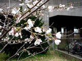 20110402_市川市二俣新町_二俣新町駅前_サクラ_1112_DSC00293