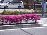 20110514_船橋市北本町_街路樹_ツツジ_1152_DSC01322