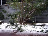 20110215_首都圏_関東地方_JR南船橋_大雪_0735_DSC06448