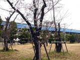 20110402_市川市二俣新町_二俣新町駅前_サクラ_1111_DSC00285