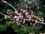 20110402_市川市東浜1_高周波精密_サクラ_桜_1045_DSC00186