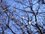 20110203_船橋市宮本_船橋大神宮_ウメ_梅_1048_DSC04472