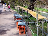 20110416_船橋市_海老川_サクラ_桜_1453_DSC07950
