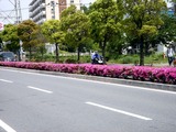 20110514_船橋市北本町_街路樹_ツツジ_1152_DSC01323