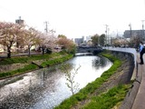 20110416_船橋市_海老川_サクラ_桜_1446_DSC07931