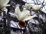 20110403_習志野市袖ヶ浦_ハクモクレン_白木蓮_1125_DSC06747