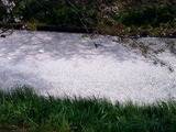 20110416_船橋市_海老川_サクラ_桜_1453_DSC07949