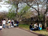 20110416_船橋市_海老川_サクラ_桜_1453_DSC07943