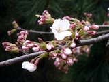 20110402_市川市東浜1_高周波精密_サクラ_桜_1045_DSC00189