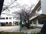 20110403_習志野市袖ヶ浦_袖ヶ浦西小学校_桜_1117_DSC06686