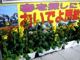 20110318_JR京葉線_JR南船橋_ナノハナ_菜の花_2112_DSC07621