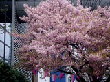 20110320_幕張新都心_ホテルスプリングス_河津桜_1225_DSC08213