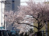 20110415_船橋市浜町2_IKEA前_サクラ_桜_0740_DSC07765