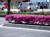 20110514_船橋市北本町_街路樹_ツツジ_1152_DSC01321