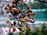 20110402_市川市東浜1_高周波精密_サクラ_桜_1045_DSC00193