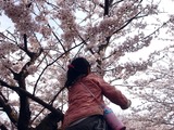 20110410_船橋市_海老川_サクラ_桜_1432_DSC07446