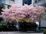 20110320_幕張新都心_ホテルスプリングス_河津桜_1224_DSC08208