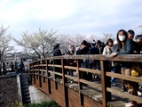 20110410_船橋市_海老川_サクラ_桜_1451_DSC07514