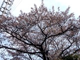 20110416_船橋市本町7_天沼弁天池公園_サクラ_桜_1439_DSC07908