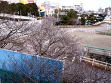 20110104_船橋市若松1_船橋競馬場_桜_1000_DSC00019