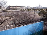 20110104_船橋市若松1_船橋競馬場_桜_0959_DSC00010