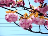 20110424_船橋市海神町3_サクラ_八重桜_関山_カンザン_1136_DSC08472