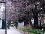 20110403_習志野市袖ヶ浦_袖ヶ浦西小学校_桜_1118_DSC06696