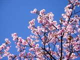 20110313_幕張新都心_幕張総合高校_サクラ_桜_1242_DSC09937