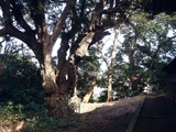 20110102_習志野市鷺沼_八剱神社_八剣神社_初詣_1229_DSC09447